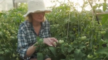 Adult woman examining of green tomato growth in greenhouse. Growing healthy organic food. Female farmer in rural vegetable garden.