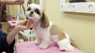 The groomer cuts the white dog with scissors. Funny animal. A closeup of a dogs face. High quality 4k footage
