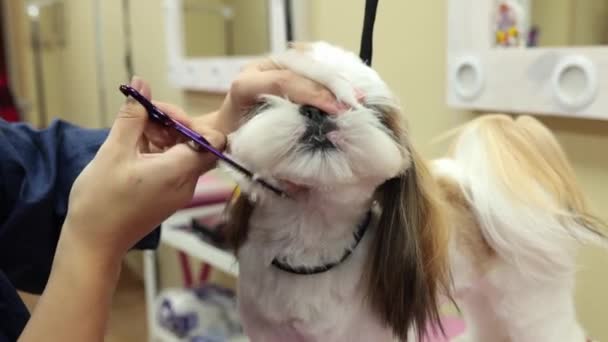 Groomer Cuts White Dog Scissors Funny Animal Closeup Dogs Face — Video