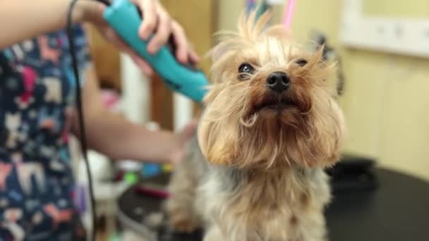 動物のためのヘアカット機でヨークシャーテリアのグルーマーカット 美容師ペットとペットのヘアケアの専門家 ペットショップのエキストラは — ストック動画