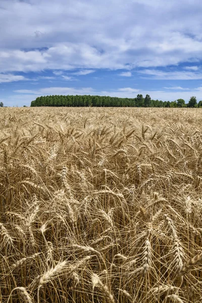 Пшеничное Поле Деревьями Заднем Плане Стоковая Картинка