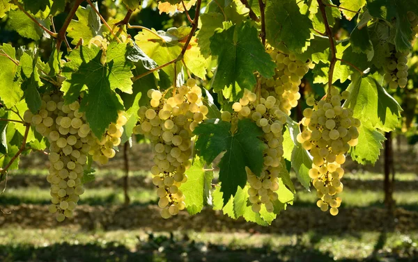 Bunches White Grapes Vineyard — Stock Photo, Image