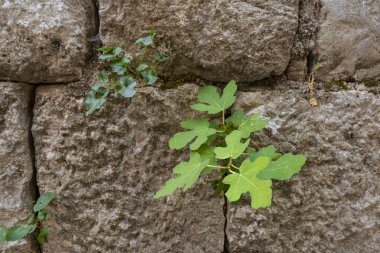 Eski taş duvar. Bitkiler kayalıklardan geçer. Eski taş işçiliği arkaplanı