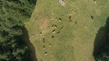 Montenegro. Prokletiye National Park. Mountain range. A herd of cows is grazing in the pasture. Drone. Aerial view. The camera moves up