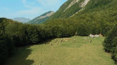 Montenegro. Prokletiye National Park. Mountain range. A herd of cows is grazing in the pasture. Drone. Aerial view. The camera moves forward