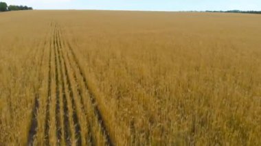 Ukraine. Harvest season. Fertile Ukrainian land. Flying over a yellow wheat field. Drone. Aerial view. Camera moves forward