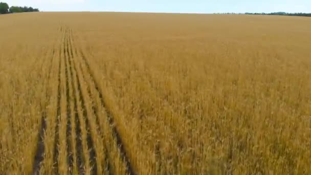 Ukraine Harvest Season Fertile Ukrainian Land Flying Yellow Wheat Field — Stockvideo