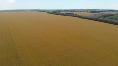 Ukraine. Harvest season. Fertile Ukrainian land. Flying over a yellow wheat field. Drone. Aerial view. Panorama