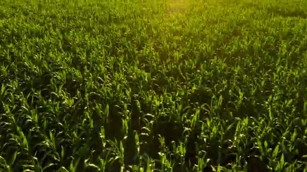 Ukraine Fertile Ukrainian Land Harvest Season Flying Green Field Sunset — Stockvideo
