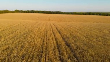 Ukraine. Harvest season. Fertile Ukrainian land. Flying over a yellow wheat field. Drone. Aerial view. The camera moves from left to right