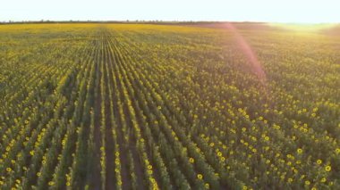 Ukraine. Fertile Ukrainian land. Harvest season. Drone. Aerial view. Flying over a field of blooming sunflowers. Sunset. Camera moves from left to right