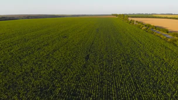 Ukraine Fertile Ukrainian Land Harvest Season Flying Green Field Camera — Stockvideo