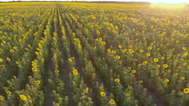 Ukraine Fertile Ukrainian Land Harvest Season Drone Aerial View Flying — Video