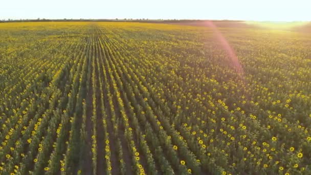 Ukraine Fertile Ukrainian Land Harvest Season Drone Aerial View Flying — 비디오