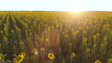 Ukraine. Fertile Ukrainian land. Harvest season. Drone. Aerial view. Flying over a field of blooming sunflowers. Sunset. The camera moves forward
