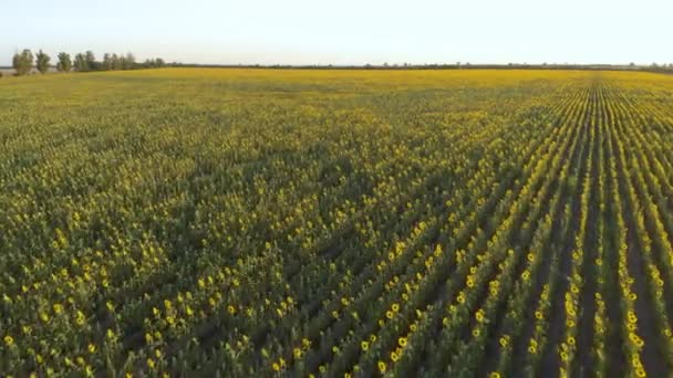Ukraine Fertile Ukrainian Land Harvest Season Drone Aerial View Flying — Stockvideo
