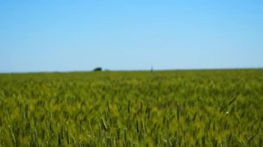 Ukraine. Countryside. Field. Spikelets of green wheat sway in the wind against the blue sky