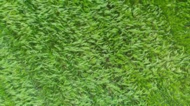 Ukraine. Countryside. Field with green wheat. Drone. Aerial view. The camera moves from bottom to top