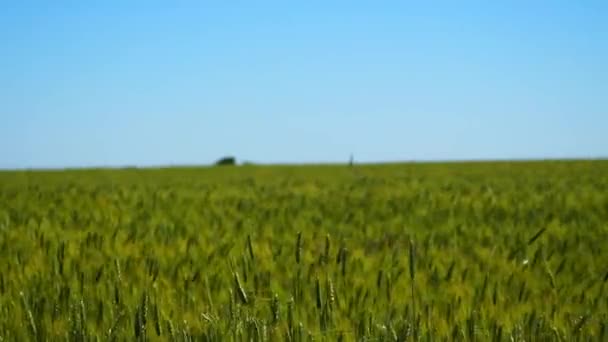Ukraine Countryside Field Spikelets Green Wheat Sway Wind Blue Sky — Stockvideo