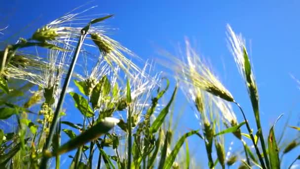 Ukraine Countryside Field Spikelets Green Wheat Sway Wind Blue Sky — Stockvideo