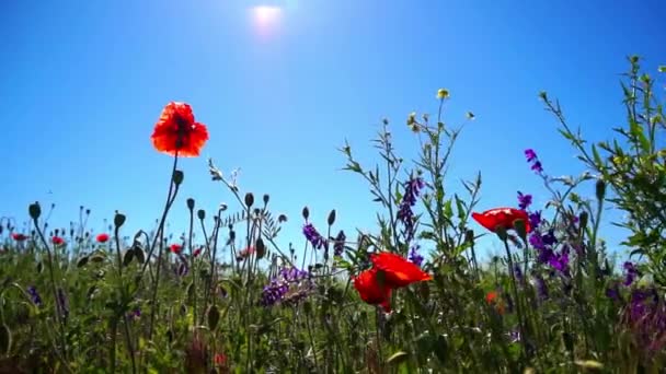 Ukraine Summer Sunny Day Lots Different Flowers Field Meadow Close — Stock Video