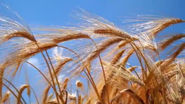 Украина Сельской Местности Поле Колючки Желтой Пшеницы Поле Крупный План — стоковое видео