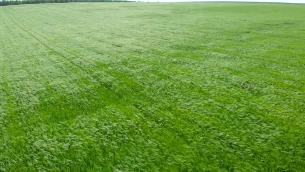 Ukraine Countryside Drone Aerial View Camera Flies Field Green Wheat — 비디오