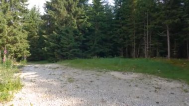 Karadağ. Zabljak Belediyesi. Yaz. Güneşli bir gün. Yoğun kozalaklı orman. Orman yolu. panorama. Kamera sağdan sola hareket ediyor.