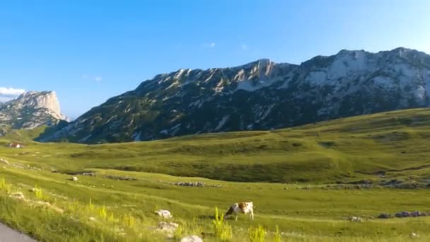 Montenegro Parque Nacional Durmitor Passe Sela Uma Manada Vacas Pastoreia — Vídeo de Stock