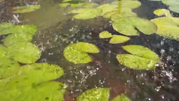 Salpicaduras Agua Caen Sobre Lirios Agua Lago — Vídeos de Stock