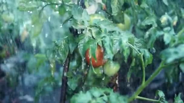 Летний Дождь Капли Дождя Капают Ветку Куста Помидорами Крупный План — стоковое видео