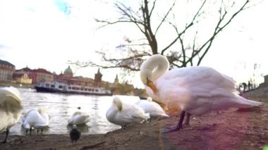 Çek Cumhuriyeti. Prag şehri. Birçok beyaz kuğu Vltava Nehri 'nin kıyısında oturur. Arka planda eski şehir var.