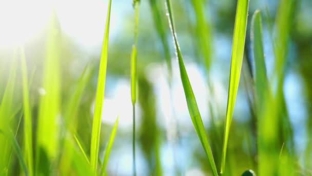 Sommer Sonniger Tag Grünes Gras Auf Dem Feld Wiese Feste — Stockvideo