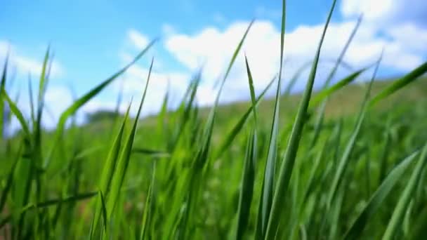 Літо Сонячний День Зелена Трава Полі Фіксований Фотоапарат Крупним Планом — стокове відео