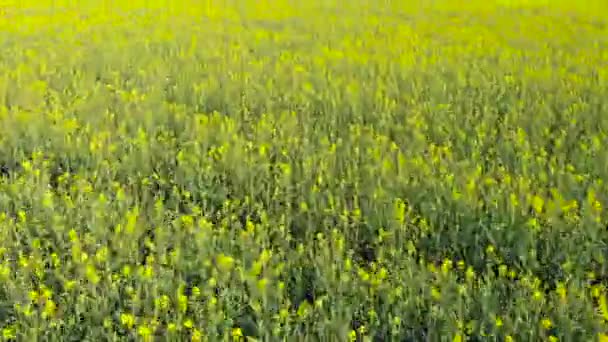 Ucrânia Campo Voando Sobre Campo Colza Amarelo Drone Vista Aérea — Vídeo de Stock