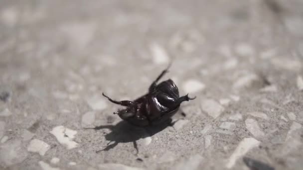 Scarabeo Sul Marciapiede Mondo Degli Insetti Primo Piano Fotocamera Fissa — Video Stock