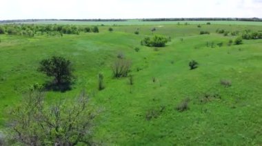 Ukrayna. Bahar. Drone. Hava görüntüsü. Yeşil geçitten uçun. Kamera ileri gidiyor.