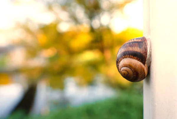 Herbst Stadtpark Schnecke Auf Einer Senkrechten Fläche Nahaufnahme Die Hintergründe — Stockfoto