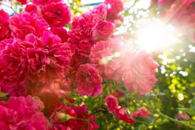 Yaz akşamı. Çiçek açma zamanı. Bir güneş ışığı bir gül dalının yapraklarını kırıyor.