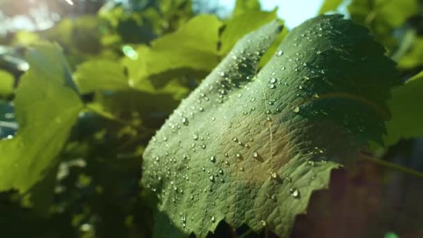 농장에 잎사귀에 물방울이 맺히고 클로즈업 카메라 — 비디오