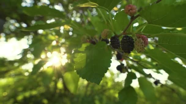 Summer Garden Sunny Day Rays Sun Break Branch Ripe Black — Stock Video