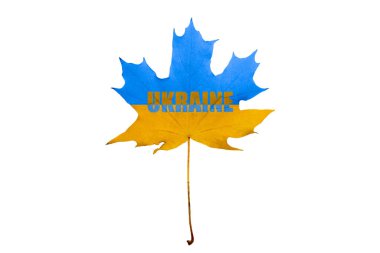 Beyaz arka planda akçaağaç yaprağı sarısı ve mavi. Akçaağaç yaprağı UKRAINE yazısını taşıyor. Ukrayna 'nın ulusal sembolleri. Yakın plan. Ukrayna bayrağı. Ukrayna 'nın yanında dur