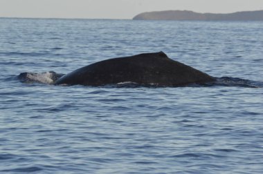 Ocak ayındaki Maui, Hawaii göçü sırasında Kambur Balinalar
