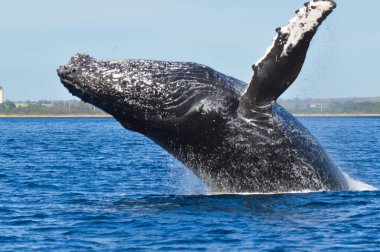 Ocak ayındaki Maui, Hawaii göçü sırasında Kambur Balinalar