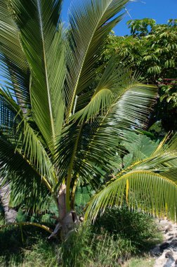 Palm Trees at Sunset - Ocak 2022, Maui, Hawaii