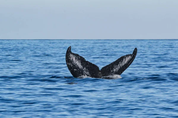 Humpback Velryby Během Lednové Migrace Maui Havaj — Stock fotografie