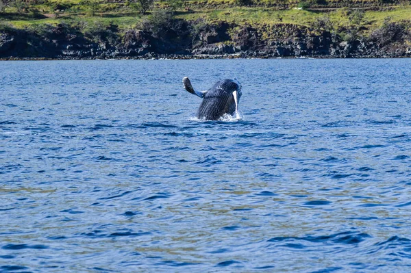 Humpback Whales January Migration Maui Hawaii — Stock Photo, Image