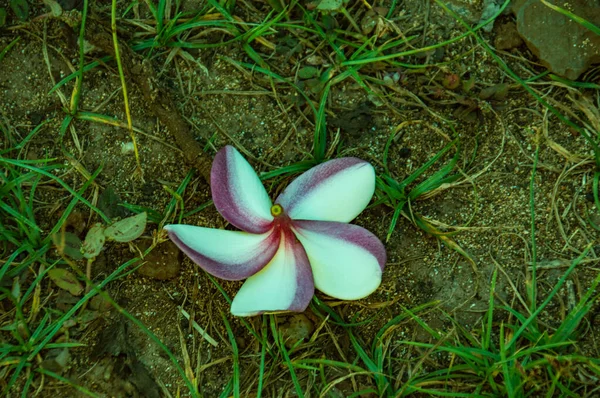 Fleur Dans Herbe — Photo