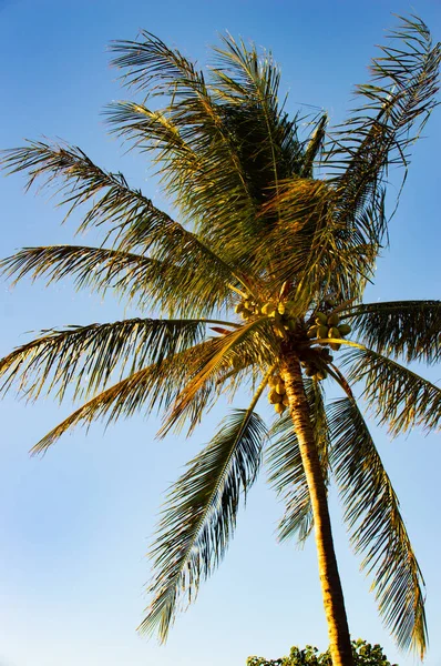 Palmbomen Bij Zonsondergang Eind Januari 2022 Maui Hawaï — Stockfoto