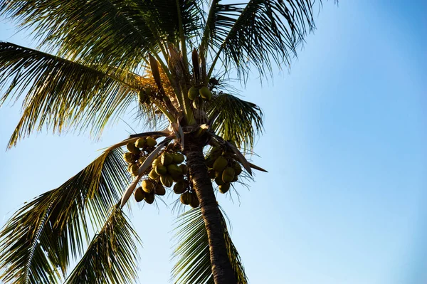 Palmy Při Západu Slunce Koncem Ledna 2022 Maui Havaj — Stock fotografie